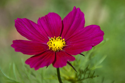 purple-pink flower with a green field background
